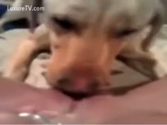 This segment from the oral job video shows a white adolescent wife who is barely allowed to have sex with a beast.